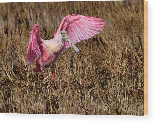 Roseate Spoonbill Wood Print featuring the photograph Wings of pink and silk by Bill Dodsworth