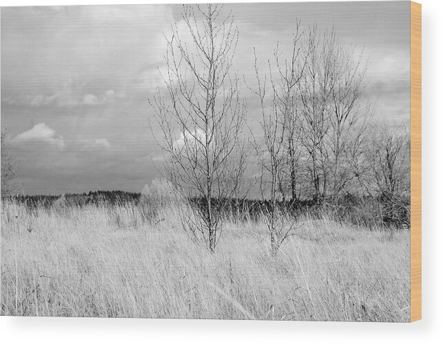 Winter Wood Print featuring the photograph Winter Bare by Kathleen Grace