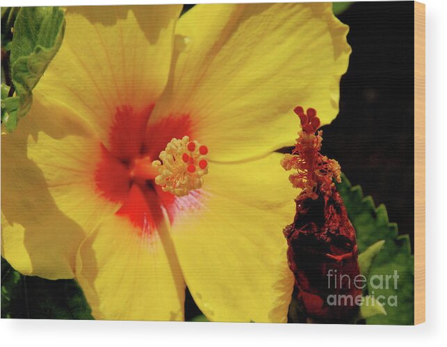 Flowers Wood Print featuring the photograph Yellow High by Ken Williams
