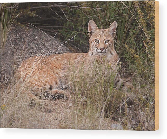 Wild Animal Wood Print featuring the photograph Bobcat at Rest by Alan Toepfer