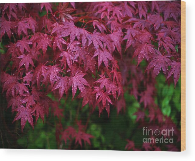 Japanese Maple Wood Print featuring the photograph Japanese Maple Rain by Craig Wood