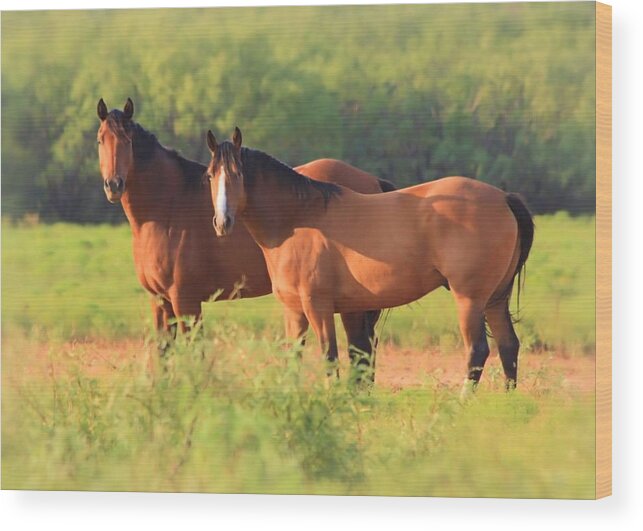 Horse Wood Print featuring the photograph Two Horses Watching by Elizabeth Budd