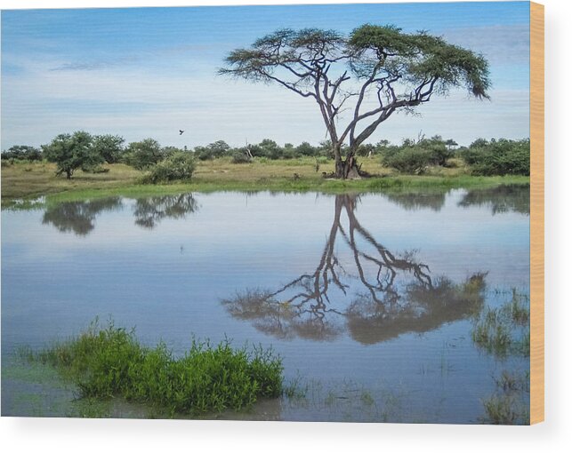 1 Pid Color Open Wood Print featuring the photograph Acacia Tree Reflection #1 by Gregory Daley MPSA