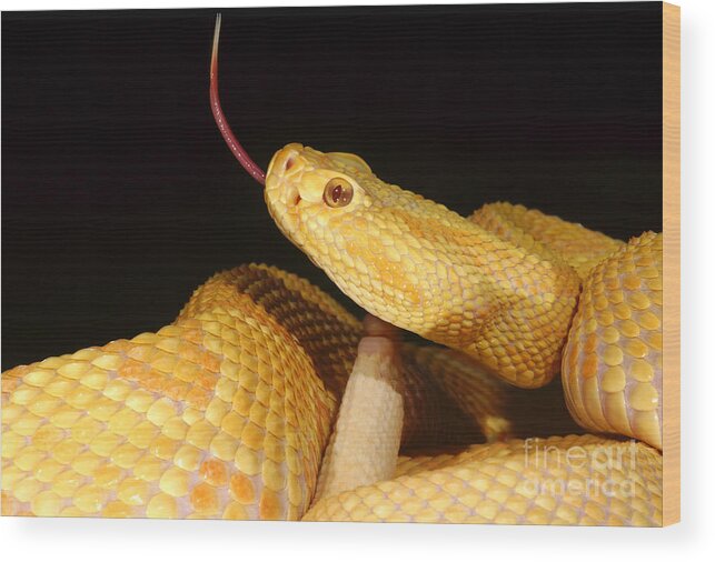 Brazilian Rattlesnake Wood Print featuring the photograph Albino Brazilian Rattlesnake #1 by Dant Fenolio