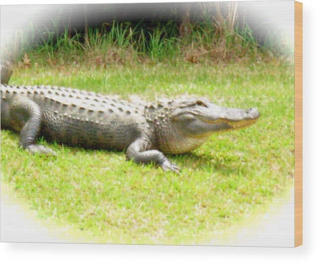Alligator Smile Wood Print featuring the photograph Alligator Smile #1 by Jeanne Juhos