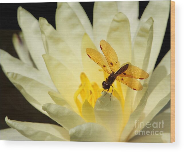 Dragonfly Wood Print featuring the photograph Amber Dragonfly Dancer 2 by Sabrina L Ryan