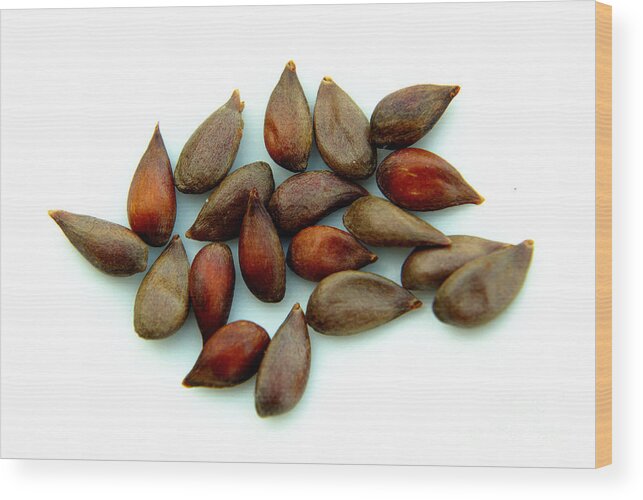 Appleseeds Wood Print featuring the photograph Apple Seeds #1 by Scimat