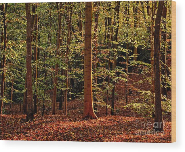 Fall Forest Wood Print featuring the photograph Autumn Woodland #1 by Martyn Arnold