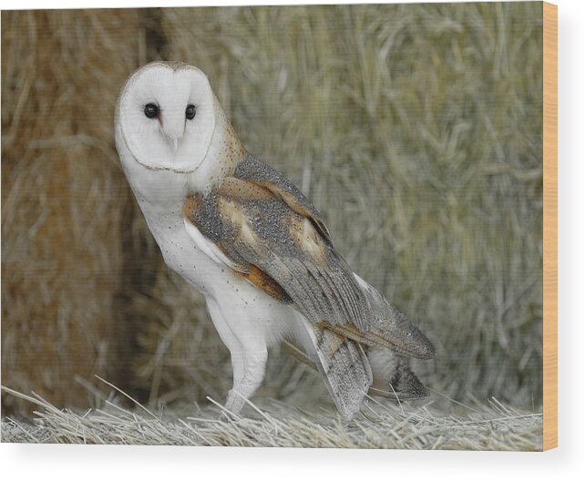 Barn Owl Wood Print featuring the photograph Barn Owl on Hay by Steve McKinzie