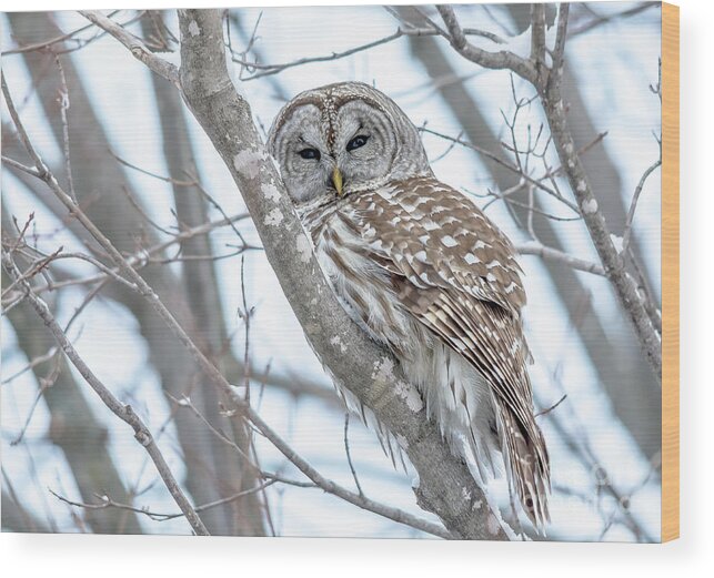 Cheryl Baxter Photography Wood Print featuring the photograph Barred Owl Beauty #1 by Cheryl Baxter