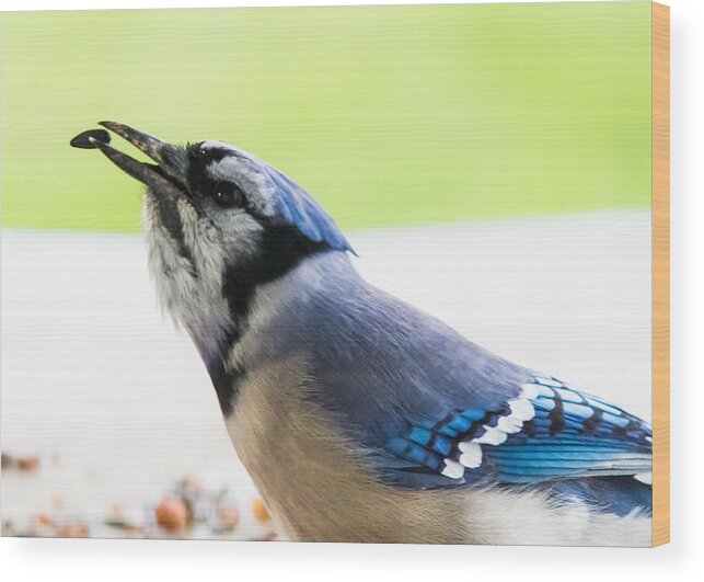 Blue Jay Wood Print featuring the photograph Blue Jay  by Holden The Moment