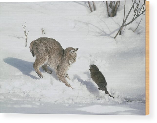 Mp Wood Print featuring the photograph Bobcat Lynx Rufus Hunting Muskrat #1 by Michael Quinton