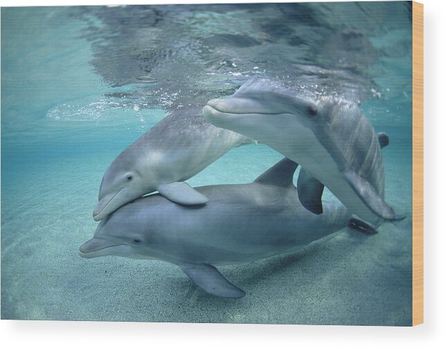 00087614 Wood Print featuring the photograph Bottlenose Dolphin Underwater Trio #1 by Flip Nicklin