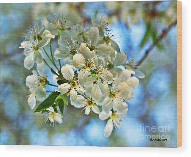 Spring Wood Print featuring the photograph Cherry Tree Flowers #2 by Amalia Suruceanu