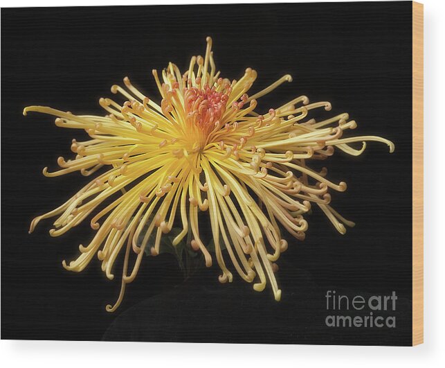 Flower Wood Print featuring the photograph Chrysanthemum 'Lava' #1 by Ann Jacobson