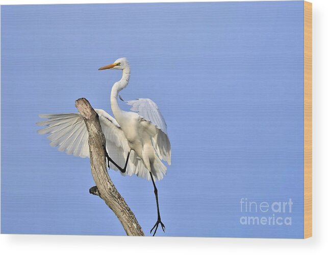Great White Egret Wood Print featuring the photograph Climbing Up #1 by Julie Adair