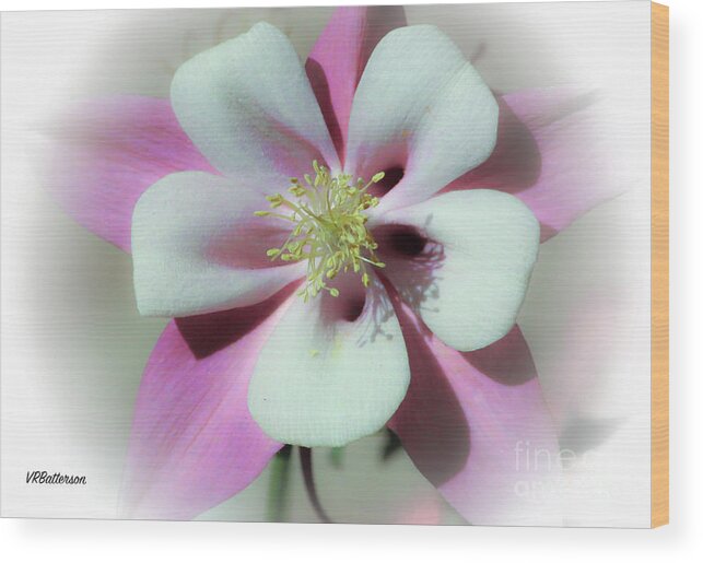 Columbine Wood Print featuring the photograph Columbine #1 by Veronica Batterson