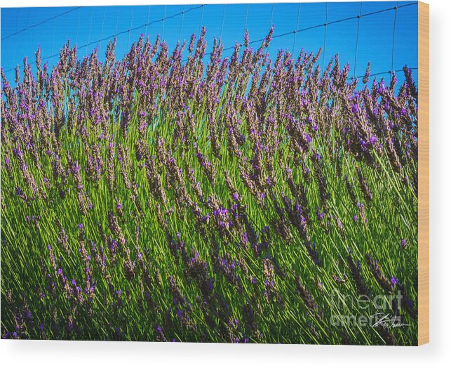 Flowers Wood Print featuring the photograph Country Lavender IV #1 by Shari Warren