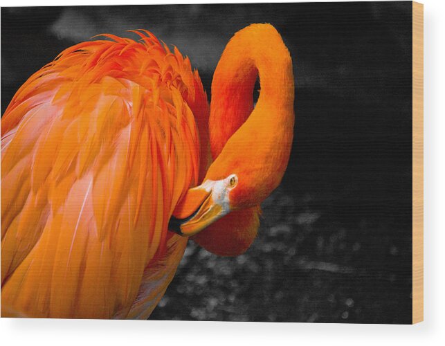 Flamingo Wood Print featuring the photograph Flamingo #1 by Craig Perry-Ollila