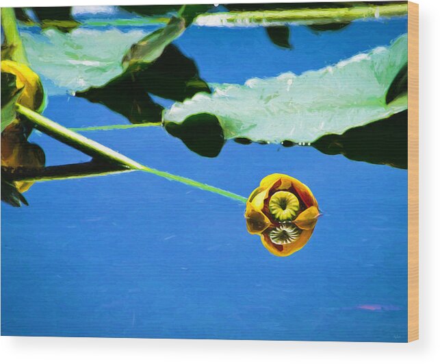 Lily Wood Print featuring the photograph Floating Lily #2 by Greg Norrell