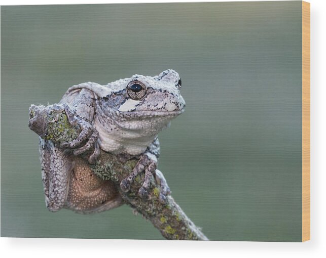 Tree Frog Wood Print featuring the photograph Gray Tree Frog #2 by Jim Zablotny