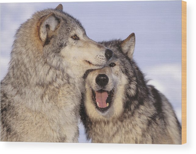 Affection Wood Print featuring the photograph Gray Wolves #1 by John Hyde - Printscapes