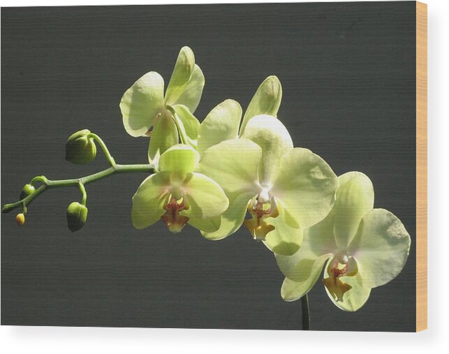 Yellow Wood Print featuring the photograph Green Orchid #1 by Alfred Ng