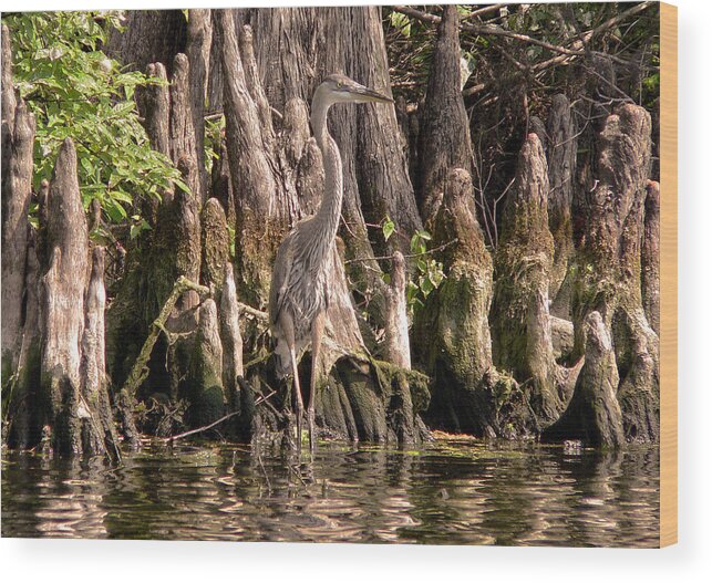 Great Blue Heron Wood Print featuring the photograph Heron and Cypress Knees #1 by Steven Sparks