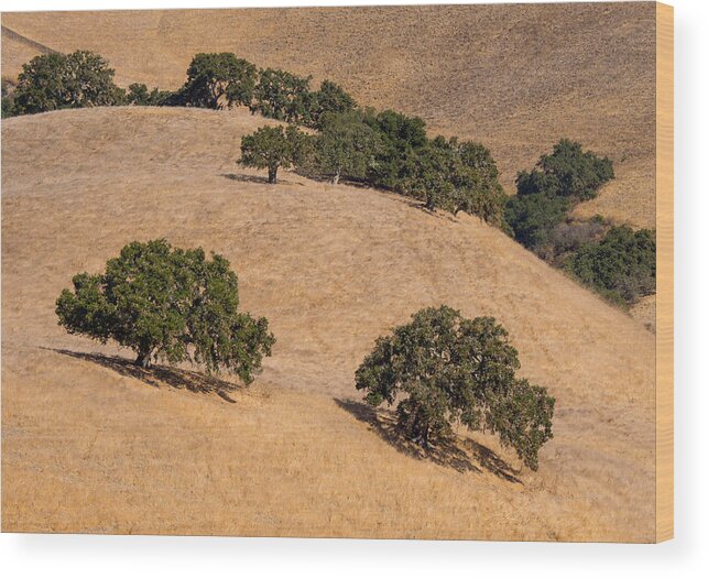 Carmel Valley Wood Print featuring the photograph Hillside Oaks #1 by Derek Dean