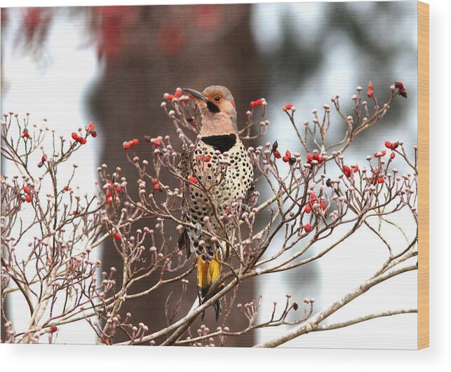 Northern Flicker Wood Print featuring the photograph IMG_102596 - Northern Flicker #1 by Travis Truelove