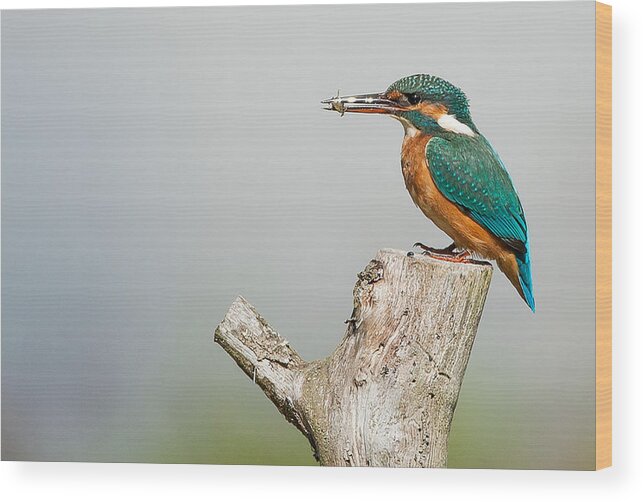 Kingfisher Wood Print featuring the photograph Kingfisher #1 by Paul Neville