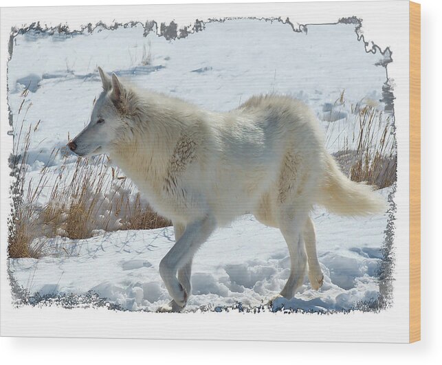 Lone White Wolf Wood Print featuring the photograph Lone White Wolf #1 by Lena Owens - OLena Art Vibrant Palette Knife and Graphic Design