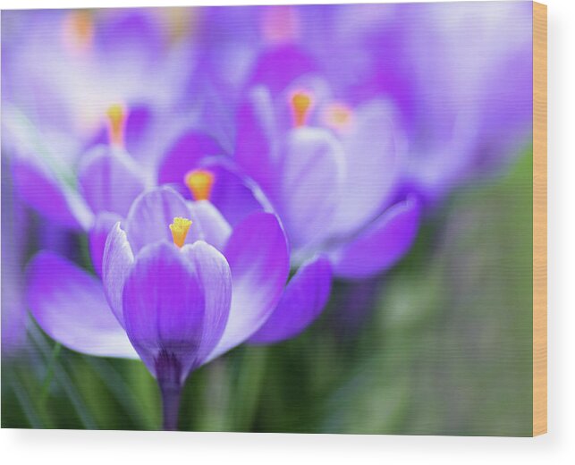 Crocus Wood Print featuring the photograph Marching into Spring #1 by Rebecca Cozart