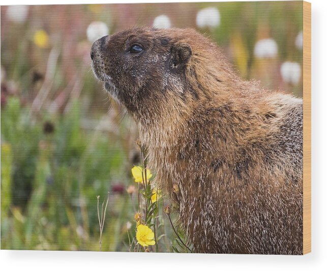 Marmots Wood Print featuring the photograph Marmot Study #3 #1 by Mindy Musick King