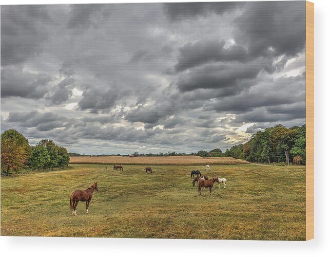 Horses Wood Print featuring the photograph Maryland Pastures #1 by Patrick Wolf