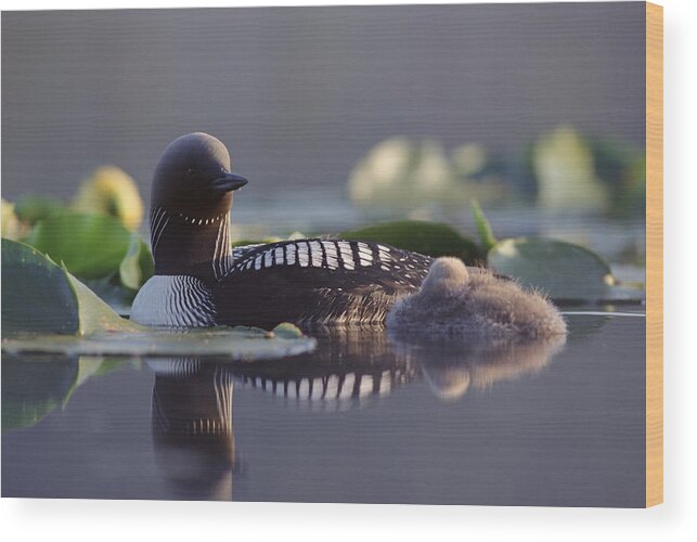 Mp Wood Print featuring the photograph Pacific Loon Gavia Pacifica Parent #1 by Michael Quinton