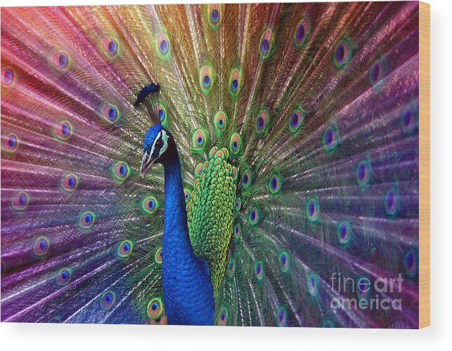 Beauty Wood Print featuring the photograph Peacock by Hannes Cmarits