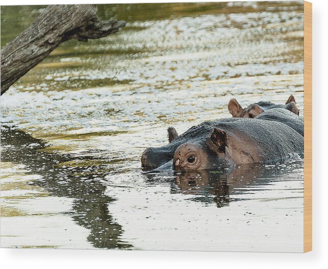 Wildlife Wood Print featuring the photograph Reflections #1 by Patrick Kain