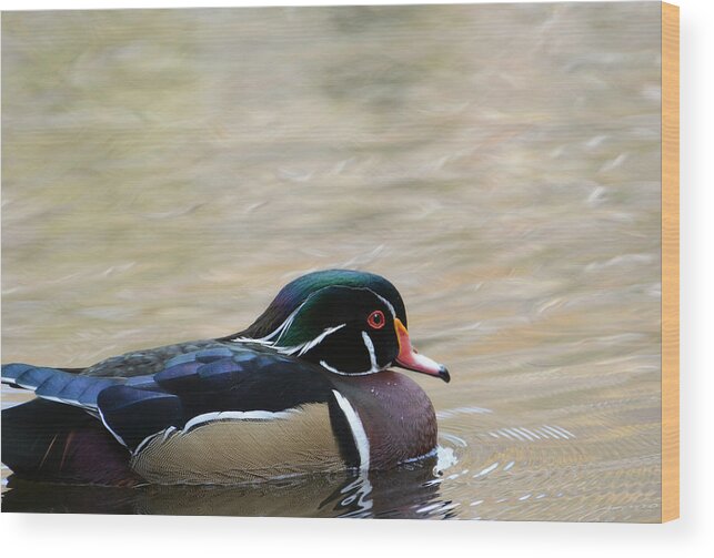 Wood Duck Wood Print featuring the photograph Remnants Of Autumn 2 #1 by Fraida Gutovich
