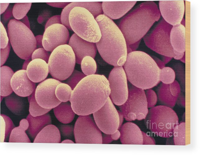 Saccharomyces Cerevisiae Yeast Wood Print featuring the photograph Saccharomyces Cerevisiae Yeast #1 by Scimat
