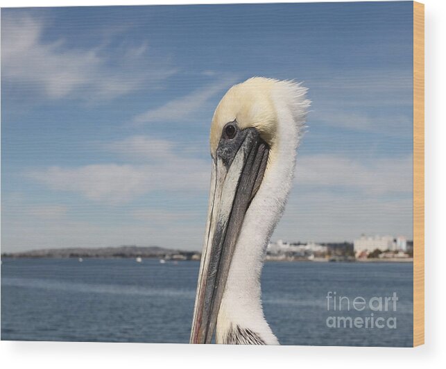 San Diego Wood Print featuring the photograph San Diego Pelican #1 by Henrik Lehnerer