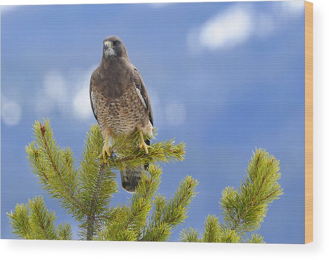 Birds Wood Print featuring the photograph Swainson Hawk #1 by Dennis Hammer