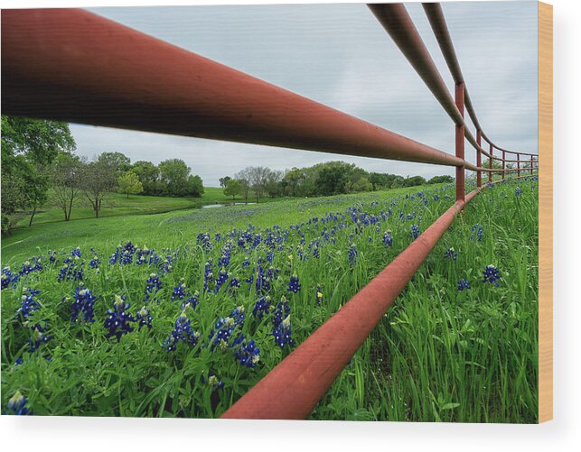 Ennis Wood Print featuring the photograph Texas Bluebonnets in Ennis #2 by Robert Bellomy