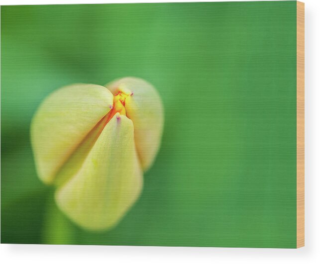 Tulip Wood Print featuring the photograph The Beginning by Cathy Kovarik