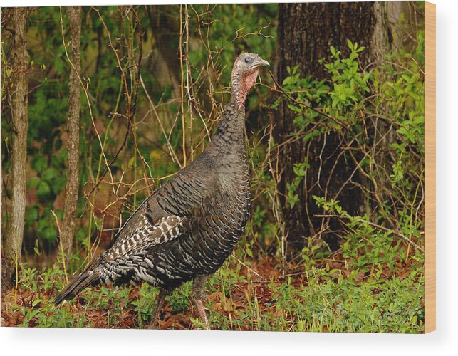 Wild Turkey. Wood Print featuring the photograph Wild Turkey #1 by Gregory Blank