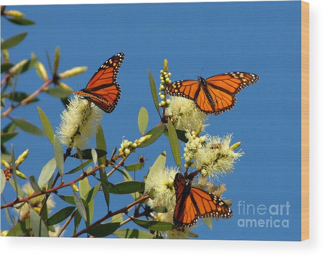 Butterfly Wood Print featuring the photograph Butterfly #13 by Marc Bittan