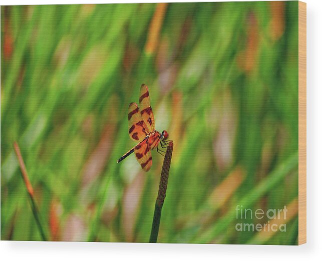 Dragonfly Wood Print featuring the photograph 15- Dragonfly by Joseph Keane