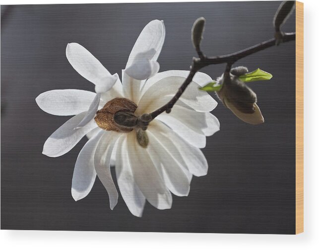 Magnolia Wood Print featuring the pyrography Magnolia Blossom #16 by Robert Ullmann