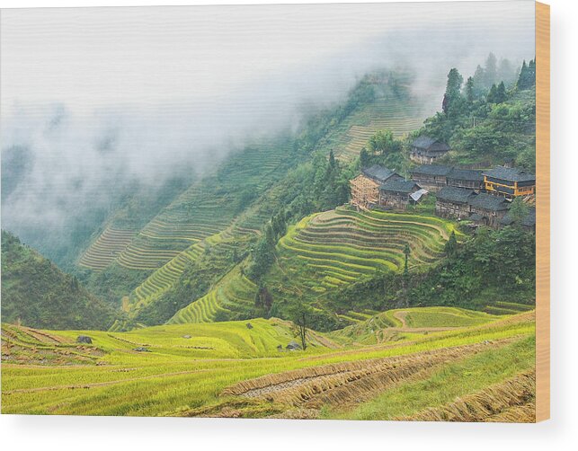 Terrace Wood Print featuring the photograph Terrace fields scenery in autumn #16 by Carl Ning