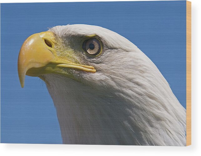 Bald Eagle Wood Print featuring the photograph Bald Eagle #2 by JT Lewis